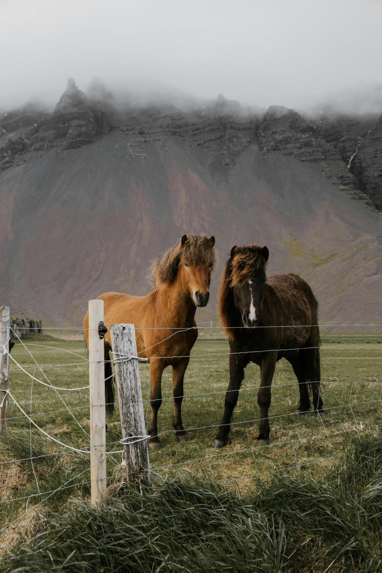 Lara Studio In Laugardalur Valley, Reykjavik Central Park And Botanical Garden, Private Entrance, Free Private Parking On Side エクステリア 写真
